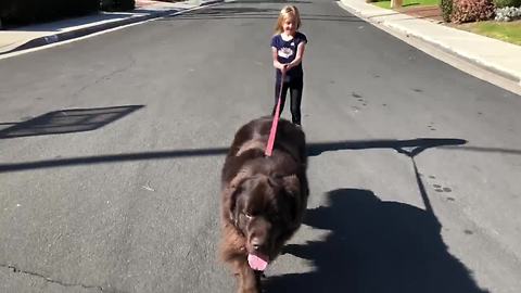 Big Dog Doesn't Mind Pulling His Little Human On Roller Blades