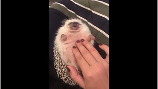 Hedgehog thoroughly enjoys bell rub