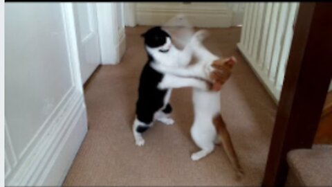 cats playing and fighting so comedy