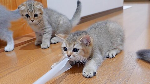 The sibling cats who are worried about the kitten who wont stop playing tricks are also cute