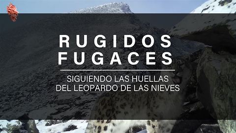 Rugidos fugaces