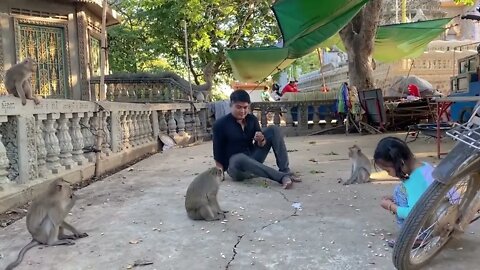 Fake Tiger Prank Monkey So Funny in 2020 #fake