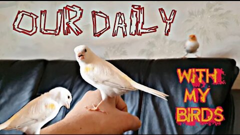 A day with my birds
