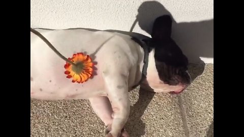 This dog loves to lie in the sun so much that nothing disturbs him