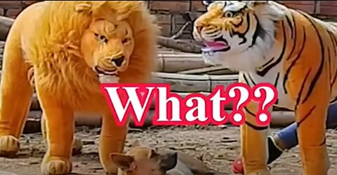 Troll Prank Dog Funny fake Lion and Fake Tiger Prank To dog Huge Box Prank to dog