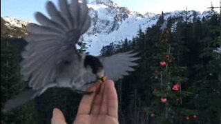 Fantastisk slow-motion av en fugl som tar mat fra en hånd
