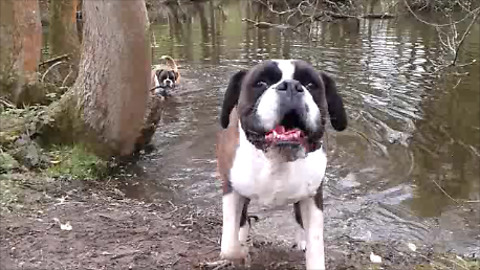 Boxer dog head shake - THIS is why we have towels in every room of the house