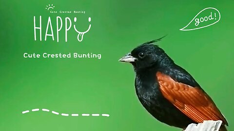 Cute Crested Bunting