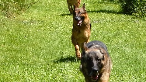 Amazing German Shepherd pack running free