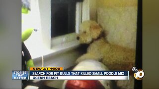 Search for pit bulls that killed small poodle mix