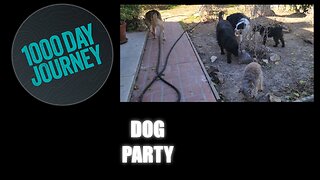 1000 Day Journey 0151 Dog Party