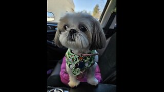 Rosie Goes To The Groomers (Featuring Rosie The Shihtzu)