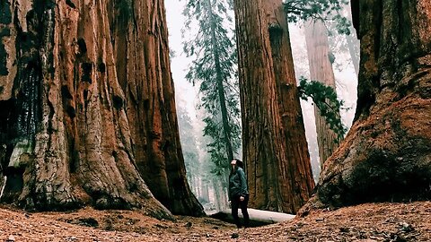 Tree Entity Guarding the Planet / Dragon Realms Human History DNA Channeling