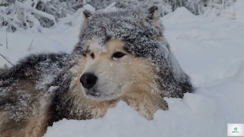 Husky Dog - Cute and Funny Dog Short Videos/Husky Life/funny Dog/cute Dog/funny Dog 2021/ Siberian