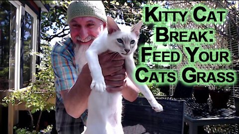 Kitty Cat Break, Sal and Veeya in the Patio: Feed Your Cats Grass [ASMR Advice]