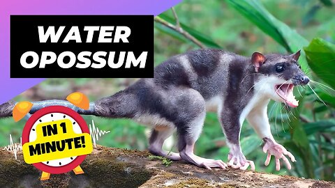 Water Opossum - In 1 Minute! 🐀 One Of The Cutest And Exotic Animals In The World | 1 Minute Animals