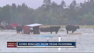 Cows rescued from Texas flooding