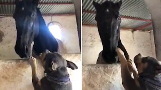 American Bully Preciously Begs Horse For Cuddles