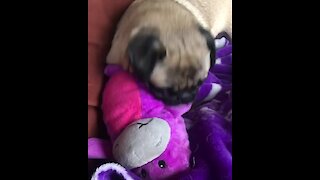 Pug takes out frustration on defenseless toy