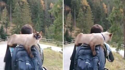 Unusual Cat Loves To Go Hiking In The Mountains