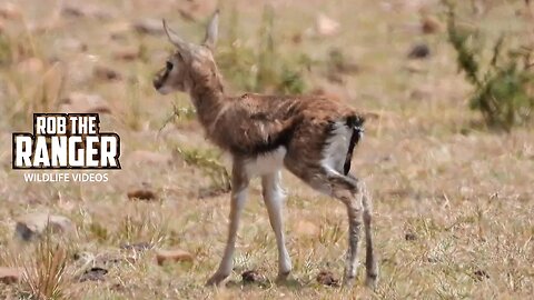 First Steps Of A Gazelle | Lalashe Maasai Mara Safari