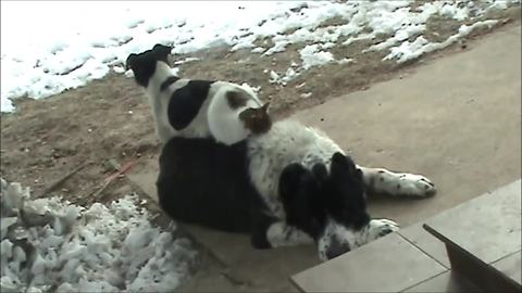 Cat and dog lay on top of bigger dog