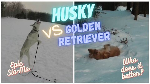 Gypsy vs Blue Moon - Epic Reverse Slo-mo Showdown - Which dog does it better?