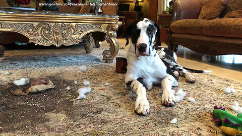 Great Dane Puppy Dumps Plant and Dirt on the Rug