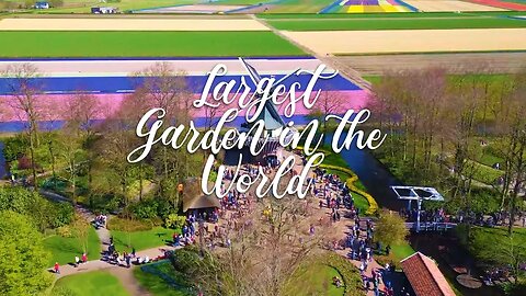 Explore Keukenhof: Largest Garden in The World!