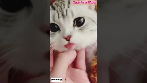 Cute and funny cat videos/#kitten #cat #kitty #funny kitten #funnycat #trending #shorts #tiktok