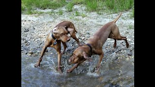 Jasper and Winston Having A Fun Romp At the Creek