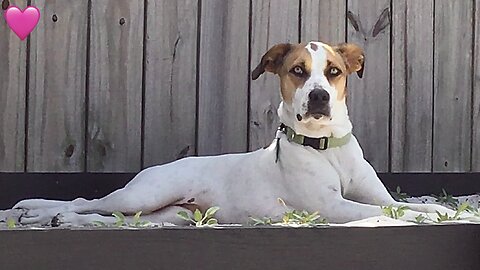 Pup Wiggles Her Nose [Like Bewitched]