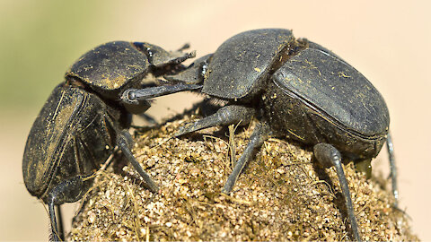 Dung Beetle BATTLE! They See Me ROLLIN'...TURDS