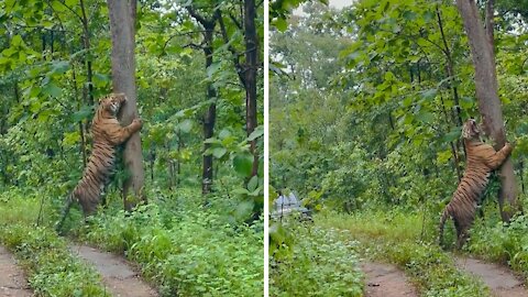 Huge tiger loves hugging trees in Indian national park