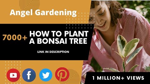 How to Plant a indoor Tree? 7000+ Landscaping Idias in USA