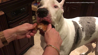 Funny 200 lb Great Dane Politely Eats Chicken Wings