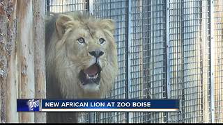 New African lion, Revan, at exhibit in Boise