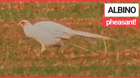 Incredible video shows an albino pheasant spotted in a field