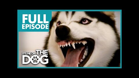 The Demon Husky: Diesel | Full Episode | DogNow