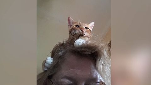23 Cats Who Love Invading Personal Space