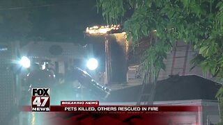 Pets killed, others rescued in fire
