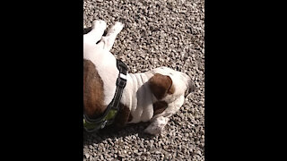 American Bulldog scares off Pug for doing it's buisness in her yard!