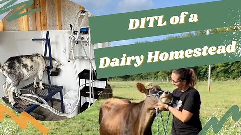 Day in the life of a Dairy Homestead | Three Little Goats Homestead Vlog