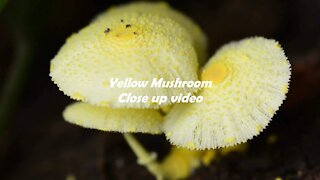 Yellow Mushroom close up video
