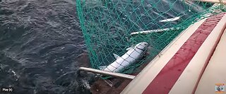 Catching a Salmon - Lake Ontario Canada