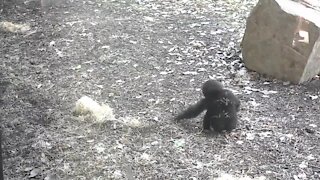Cute baby gorilla delights visitors at Kansas City Zoo