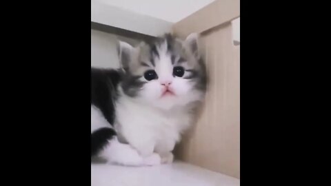 Cats are Adorable! Hilarious Silly Cat Video Compilation