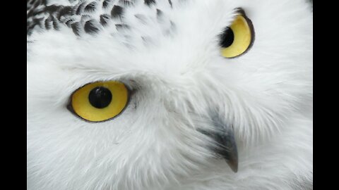 Beautiful white owl .I wish it was mine.