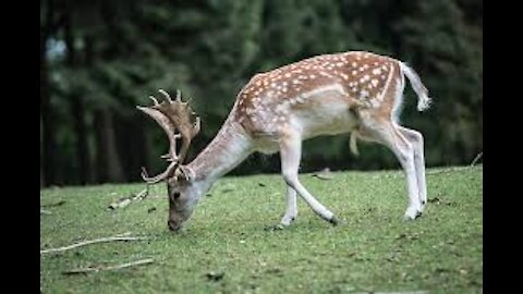 the roe deer calmly ate the grass and that's what came of it, I'm just in shock