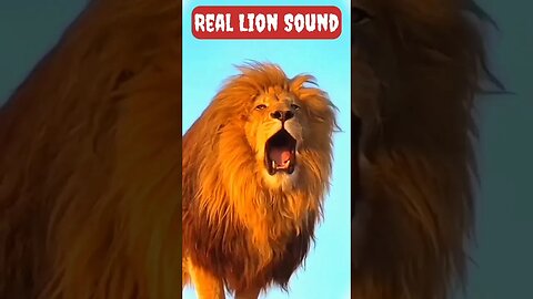 🦁lion king👑the lion king🦁lion roar #trending #viral #viralsorts #shortfeed #tiktok #sorts #money
